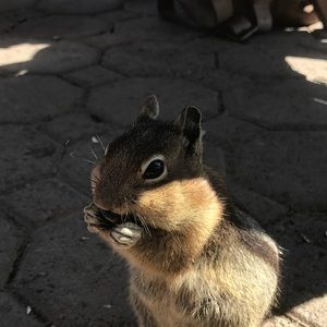 Meet your Posher, Anet